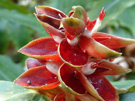 eden project flowers				